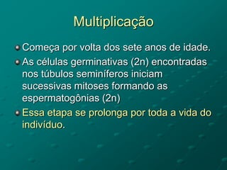 Multiplicação
Começa por volta dos sete anos de idade.
As células germinativas (2n) encontradas
nos túbulos seminíferos iniciam
sucessivas mitoses formando as
espermatogônias (2n)
Essa etapa se prolonga por toda a vida do
indivíduo.
 