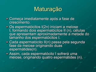 Maturação
Começa imediatamente após a fase de
crescimento.
Os espermatócitos I(2n) iniciam a meiose
I, formando dois espermatócitos II (n), células
que apresentam aproximadamente a metade do
tamanho dos espermatócitos I.
Cada espermatócito II(n) passa pela segunda
fase da meiose originando duas
espermátides(n).
Assim, cada espermatócito I sofrerá uma
meiose, originando quatro espermátides (n).
 