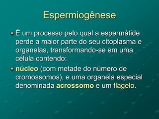 Espermiogênese
É um processo pelo qual a espermátide
perde a maior parte do seu citoplasma e
organelas, transformando-se em uma
célula contendo:
núcleo (com metade do número de
cromossomos), e uma organela especial
denominada acrossomo e um flagelo.
 