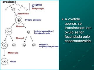 A ovótide
apenas se
transformam em
óvulo se for
fecundada pelo
espermatozóide.
 