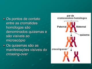 Os pontos de contato
entre as cromátides
homólogas são
denominados quiasmas e
são visíveis ao
microscópio
Os quiasmas são as
manifestações visíveis do
crossing-over
 