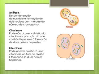 Telófase I
Descondensação
do nucléolo e formação de
dois núcleos com metade do
número de cromossomos.
Citocinese
Pode não ocorrer – divisão do
citoplasma, por ação do anel
contráctil que leva à formação
de duas células haploides.
Intercinese
Pode ocorrer ou não. É uma
citocinese no final da divisão
I, formando-se duas células
haploides.
 