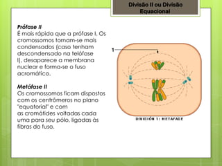 Divisão II ou Divisão
Equacional
Prófase II
É mais rápida que a prófase I. Os
cromossomos tornam-se mais
condensados (caso tenham
descondensado na telófase
I), desaparece a membrana
nuclear e forma-se o fuso
acromático.
Metáfase II
Os cromossomos ficam dispostos
com os centrômeros no plano
"equatorial" e com
as cromátides voltadas cada
uma para seu pólo, ligadas às
fibras do fuso.
 