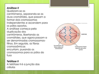 Anáfase II
Quebram-se os
centrômeros, separando-se as
duas cromátides, que passam a
formar dois cromossomos
independentes e ascendem para
os pólos opostos.
A anáfase começa pela
duplicação dos
centrômeros, libertando as
cromátides, que agora passam a
ser denominadas cromossomos-
filhos. Em seguida, as fibras
cromossômicas
encurtam, puxando os
cromossomos para os pólos do
fuso
Telófase II
A telófase II é a junção das
células
 