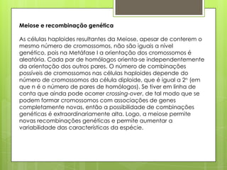 Meiose e recombinação genética
As células haploides resultantes da Meiose, apesar de conterem o
mesmo número de cromossomos, não são iguais a nível
genético, pois na Metáfase I a orientação dos cromossomos é
aleatória. Cada par de homólogos orienta-se independentemente
da orientação dos outros pares. O número de combinações
possíveis de cromossomos nas células haploides depende do
número de cromossomos da célula diploide, que é igual a 2n (em
que n é o número de pares de homólogos). Se tiver em linha de
conta que ainda pode ocorrer crossing-over, de tal modo que se
podem formar cromossomos com associações de genes
completamente novas, então a possibilidade de combinações
genéticas é extraordinariamente alta. Logo, a meiose permite
novas recombinações genéticas e permite aumentar a
variabilidade das características da espécie.
 