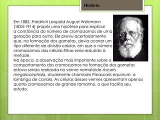 Em 1885, Friedrich Leopold August Weismann
(1834-1914) propôs uma hipótese para explicar
a constância do número de cromossomos de uma
geração para outra. Ele previu acertadamente
que, na formação dos gametas, devia ocorrer um
tipo diferente de divisão celular, em que o número de
cromossomos das células-filhas seria reduzido à
metade.
Na época, a observação mais importante sobre o
comportamento dos cromossomos na formação dos gametas
estava sendo realizada no verme nematoide Ascaris
megalocephala, atualmente chamado Parascaris equorum, a
lombriga de cavalo. As células desses vermes apresentam apenas
quatro cromossomos de grande tamanho, o que facilita seu
estudo.
História
 