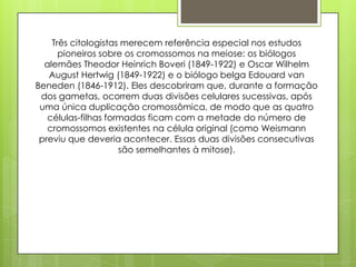 Três citologistas merecem referência especial nos estudos
pioneiros sobre os cromossomos na meiose: os biólogos
alemães Theodor Heinrich Boveri (1849-1922) e Oscar Wilhelm
August Hertwig (1849-1922) e o biólogo belga Edouard van
Beneden (1846-1912). Eles descobriram que, durante a formação
dos gametas, ocorrem duas divisões celulares sucessivas, após
uma única duplicação cromossômica, de modo que as quatro
células-filhas formadas ficam com a metade do número de
cromossomos existentes na célula original (como Weismann
previu que deveria acontecer. Essas duas divisões consecutivas
são semelhantes à mitose).
 