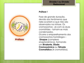 Divisão I ou Divisão
Reducional
Prófase I
Fase de grande duração,
devido aos fenômenos que
nela ocorrem e que não são
observados na mitose. Os
cromossomos - já com as duas
cromátides - tornam-se mais
condensados.
Ocorre o emparelhamento dos
cromossomos homólogos –
Sinapse (complexo
sinaptonémico), formando
um Bivalente, Díada
Cromossómica ou Tétrada
Cromatídica (4 cromatídios).
 