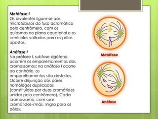 Metáfase I
Os bivalentes ligam-se aos
microtúbulos do fuso acromático
pelo centrômero, com os
quiasmas no plano equatorial e os
centríolos voltados para os pólos
opostos.
Anáfase I
Na prófase I, subfase zigóteno,
ocorrem os emparelhamentos dos
cromossomos; na anáfase I ocorre
ao contrário, os
emparelhamentos são desfeitos.
Ocorre disjunção dos pares
homólogos duplicados
(constituídos por duas cromátides
unidas pelo centrômero). Cada
cromossomo, com suas
cromátides-irmãs, migra para os
pólos.
 