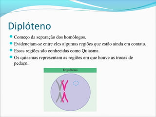 Diplóteno
Começo da separação dos homólogos.
Evidenciam-se entre eles algumas regiões que estão ainda em contato.
Essas regiões são conhecidas como Quiasma.
Os quiasmas representam as regiões em que houve as trocas de
pedaço.
 