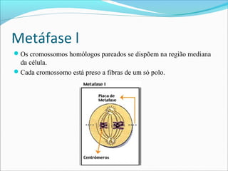 Metáfase l
Os cromossomos homólogos pareados se dispõem na região mediana
da célula.
Cada cromossomo está preso a fibras de um só polo.
 