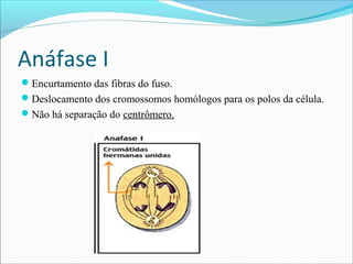 Anáfase I
Encurtamento das fibras do fuso.
Deslocamento dos cromossomos homólogos para os polos da célula.
Não há separação do centrômero.
 