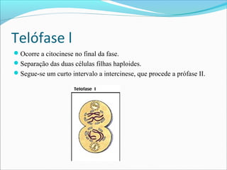 Telófase l
Ocorre a citocinese no final da fase.
Separação das duas células filhas haploides.
Segue-se um curto intervalo a intercinese, que procede a prófase II.
 