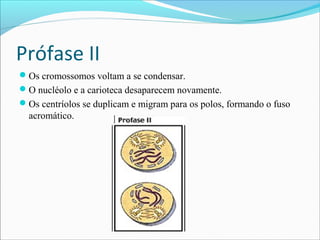 Prófase II
Os cromossomos voltam a se condensar.
O nucléolo e a carioteca desaparecem novamente.
Os centríolos se duplicam e migram para os polos, formando o fuso
acromático.
 