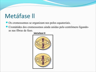 Metáfase ll
Os cromossomos se organizam nos polos equatoriais.
Cromátides dos cromossomos ainda unidas pelo centrômero ligando-
as nas fibras de fuso.
 