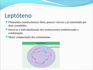 Leptóteno
Filamentos cromossômicos finos, poucos visíveis e já constituído por
duas cromátides.
Inicia-se a individualização dos cromossomos estabelecendo a
condensação.
Maior compactação dos cromonemas.
 