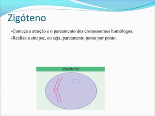 Zigóteno
-Começa a atração e o pareamento dos cromossomos homólogos.
-Realiza a sinapse, ou seja, pareamento ponto por ponto.
 