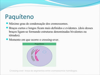 Paquíteno
Máximo grau de condensação dos cromossomos.
Braços curtos e longos ficam mais definidos e evidentes. (dois desses
braços ligam-se formando estruturas denominadas bivalentes ou
tétrades).
Momento em que ocorre o crossing-over.
Crossing-over: troca de segmentos entre cromossomos homólogos.
 
