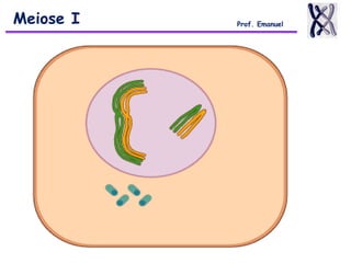 Meiose I Prof. Emanuel
 