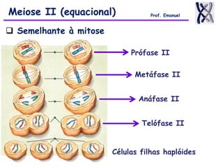 Meiose II (equacional) Prof. Emanuel
 Semelhante à mitose
Prófase II
Metáfase II
Anáfase II
Telófase II
Células filhas haplóides
 