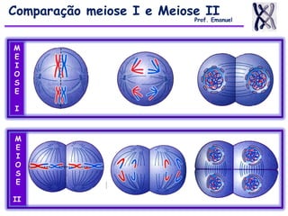 Comparação meiose I e Meiose II
Prof. Emanuel
M
E
I
O
S
E
I
M
E
I
O
S
E
II
 