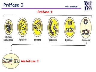 Prófase I Prof. Emanuel
Prófase I
Metáfase I
 