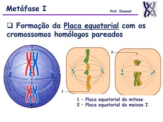  Formação da Placa equatorial com os
cromossomos homólogos pareados
Metáfase I Prof. Emanuel
1
2
1 – Placa equatorial da mitose
2 – Placa equatorial da meiose I
 