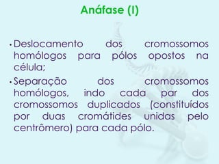 Anáfase (I)
• Deslocamento

dos
cromossomos
para pólos opostos na

homólogos
célula;
• Separação
dos
cromossomos
homólogos,
indo
cada
par
dos
cromossomos duplicados (constituídos
por duas cromátides unidas pelo
centrômero) para cada pólo.

 