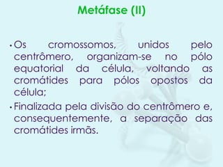 Metáfase (II)
• Os

cromossomos,
unidos
pelo
centrômero, organizam-se no pólo
equatorial da célula, voltando as
cromátides para pólos opostos da
célula;
• Finalizada pela divisão do centrômero e,
consequentemente, a separação das
cromátides irmãs.

 