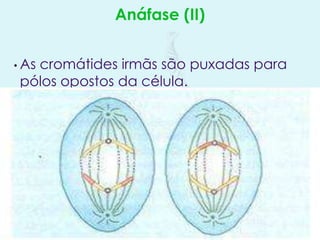 Anáfase (II)
• As

cromátides irmãs são puxadas para
pólos opostos da célula.

 
