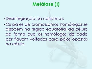 Metáfase (I)
• Desintegração

da carioteca;
• Os pares de cromossomos homólogos se
dispõem na região equatorial da célula
de forma que os homólogos de cada
par fiquem voltados para pólos opostos
na célula.

 