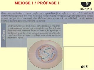 6/15 
MEIOSE I / PRÓFASE I 
 