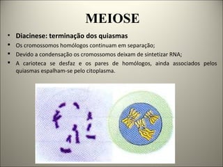 MEIOSE
• Diacinese: terminação dos quiasmas
 Os cromossomos homólogos continuam em separação;
 Devido a condensação os cromossomos deixam de sintetizar RNA;
 A carioteca se desfaz e os pares de homólogos, ainda associados pelos
quiasmas espalham-se pelo citoplasma.
 