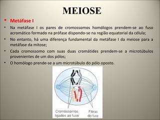 MEIOSE
 Metáfase I
• Na metáfase I os pares de cromossomos homólogos prendem-se ao fuso
acromático formado na prófase dispondo-se na região equatorial da célula;
• No entanto, há uma diferença fundamental da metáfase I da meiose para a
metáfase da mitose;
• Cada cromossomo com suas duas cromátides prendem-se a microtúbulos
provenientes de um dos pólos;
• O homólogo prende-se a um microtúbulo do pólo oposto.
 