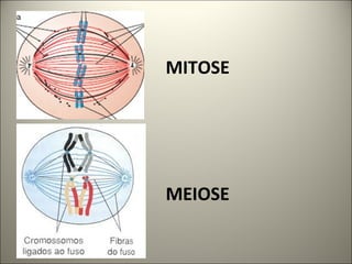 MITOSE
MEIOSE
 