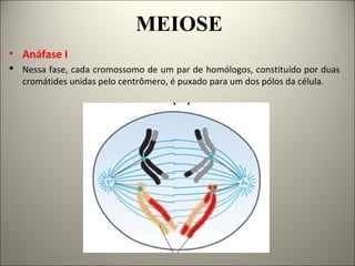 MEIOSE
• Anáfase I
 Nessa fase, cada cromossomo de um par de homólogos, constituído por duas
cromátides unidas pelo centrômero, é puxado para um dos pólos da célula.
 