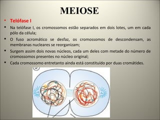 MEIOSE
• Telófase I
 Na telófase I, os cromossomos estão separados em dois lotes, um em cada
pólo da célula;
 O fuso acromático se desfaz, os cromossomos de descondensam, as
membranas nucleares se reorganizam;
 Surgem assim dois novas núcleos, cada um deles com metade do número de
cromossomos presentes no núcleo original;
 Cada cromossomo entretanto ainda está constituído por duas cromátides.
 