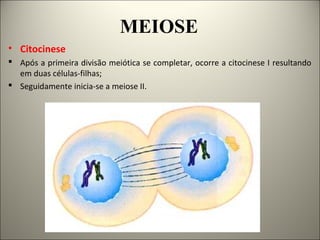 MEIOSE
• Citocinese
 Após a primeira divisão meiótica se completar, ocorre a citocinese I resultando
em duas células-filhas;
 Seguidamente inicia-se a meiose II.
 