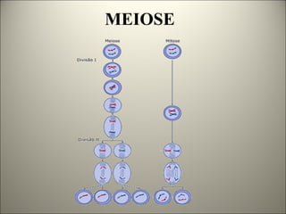 MEIOSE
 