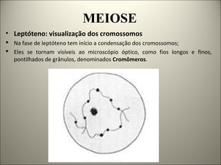 MEIOSE
• Leptóteno: visualização dos cromossomos
 Na fase de leptóteno tem início a condensação dos cromossomos;
 Eles se tornam visíveis ao microscópio óptico, como fios longos e finos,
pontilhados de grânulos, denominados Cromômeros.
 