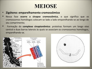 MEIOSE
• Zigóteno: emparelhamento cromossômico
 Nessa fase ocorre a sinapse cromossômica, o que significa que os
cromossomos homólogos colocam-se lado a lado emparelhando-se ao longo de
seu comprimento;
 Formação do complexo sinaptonêmico: proteínas formam um longo eixo
central e duas barras laterais às quais se associam os cromossomos homólogos,
emparelhando-se.
 