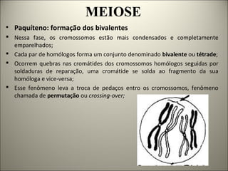 MEIOSE
• Paquíteno: formação dos bivalentes
 Nessa fase, os cromossomos estão mais condensados e completamente
emparelhados;
 Cada par de homólogos forma um conjunto denominado bivalente ou tétrade;
 Ocorrem quebras nas cromátides dos cromossomos homólogos seguidas por
soldaduras de reparação, uma cromátide se solda ao fragmento da sua
homóloga e vice-versa;
 Esse fenômeno leva a troca de pedaços entro os cromossomos, fenômeno
chamada de permutação ou crossing-over;
 