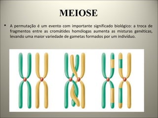 MEIOSE
 A permutação é um evento com importante significado biológico: a troca de
fragmentos entre as cromátides homólogas aumenta as misturas genéticas,
levando uma maior variedade de gametas formados por um indivíduo.
 