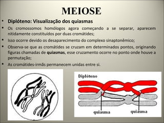 MEIOSE
• Diplóteno: Visualização dos quiasmas
 Os cromossomos homólogos agora começando a se separar, aparecem
nitidamente constituídos por duas cromátides;
 Isso ocorre devido os desaparecimento do complexo sinaptonêmico;
 Observa-se que as cromátides se cruzam em determinados pontos, originando
figuras chamadas de quiasmas, esse cruzamento ocorre no ponto onde houve a
permutação;
 As cromátides-irmãs permanecem unidas entre si.
 