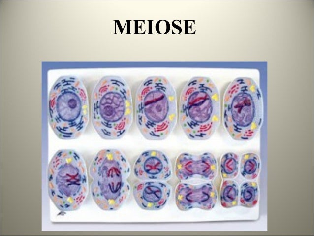 MEIOSE
 