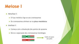 Meiose I
 Metafase I:
 O fuso meiótico liga-se aos cromossomas
 Os cromossomas alinham-se na placa metafásica
 Anafase I:
 Começa com a dissolução dos pontos de quiasma
 Dá-se a separação dos cromossomas homólogos
Cada um para
seu polo
 