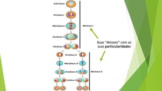 Duas “Mitoses” com as
suas particularidades
 