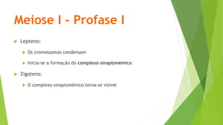 Meiose I - Profase I
 Lepteno:
 Os cromossomas condensam
 Inicia-se a formação do complexo sinaptonémico
 Zigoteno:
 O complexo sinaptonémico torna-se visível
 