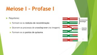 Meiose I - Profase I
 Paquiteno:
 Formam-se os nódulos de recombinação
 Ocorrem os processos de crossing-over (na imagem)
 Formam-se os pontos de quiasma
 