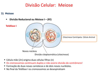 3) Meiose
 Divisão Reducional ou Meiose I – (R!)
Telófase I
 Célula mãe (2n) origina duas células filhas (n)
 Os cromossomos continuam duplos e não ocorre divisão do centrômero!
 Formação de duas novas cariotecas e de dois novos nucléolos.
 No final da Telófase I os cromossomos se desespiralizam
Divisão citoplasmática (citocinese)
Novos núcleos
Citocinese Centrípeta: Célula Animal
Divisão Celular: Meiose
 